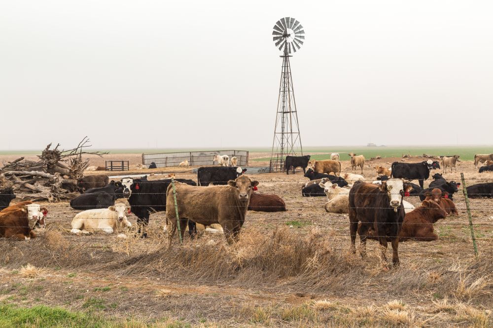 texas cattle livestock